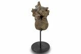 Dinosaur (Thescelosaurus?) Caudal Vertebra w/ Stand - Montana #245946-3